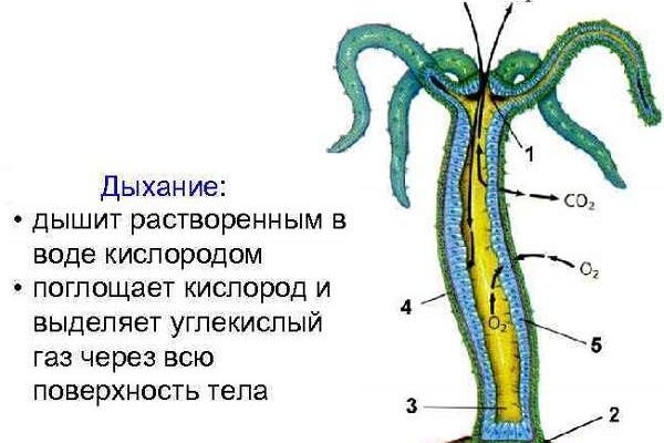 Кракен короткая ссылка